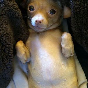 Meet your Posher, Dinky